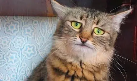 Manual Test Shop: Secondary Logo